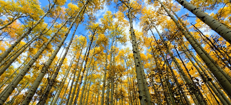 Picture of Aspen trees during the Fall in Colorado.